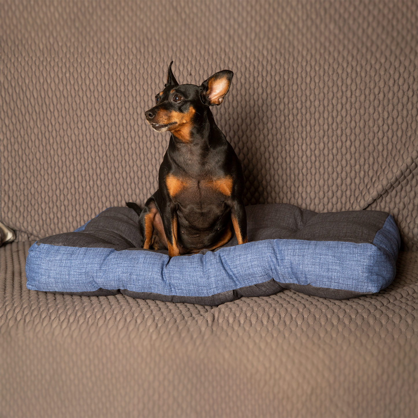 Katze- und Hundebett - weich, orthopädisch | Buggy